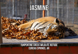 Jasmine 2 Tiger Photo Magnet