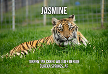 Load image into Gallery viewer, Jasmine 2 Tiger Photo Magnet
