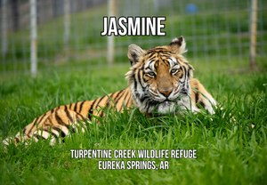 Jasmine 2 Tiger Photo Magnet