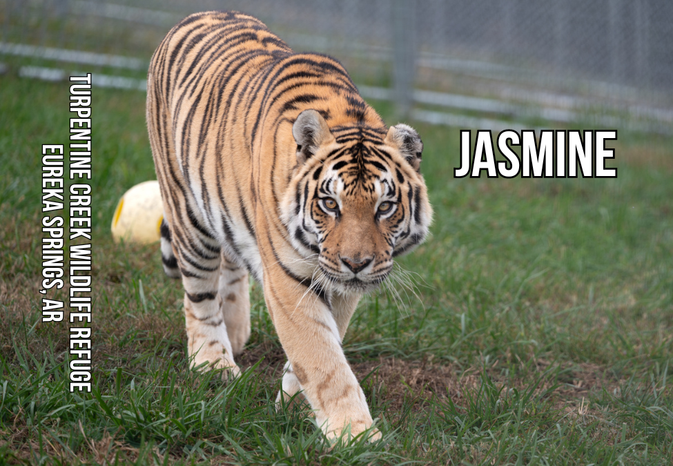 Jasmine 3 Tiger Photo Magnet