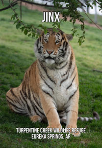 Jinx Tiger Photo Magnet