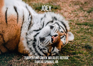 Joey Tiger Photo Magnet