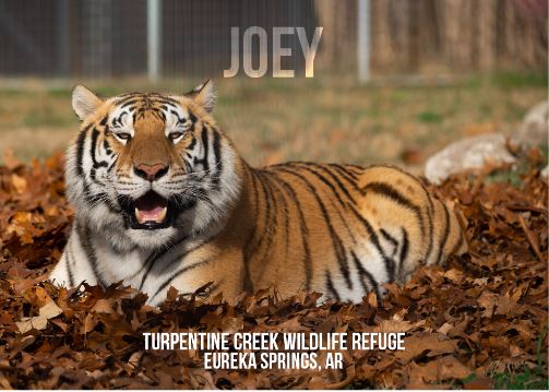 Joey Tiger Photo Magnet