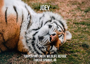 Joey Tiger Photo Magnet