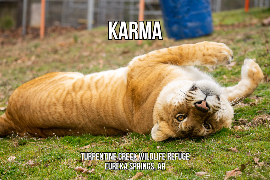 Karma Liger Photo Magnet