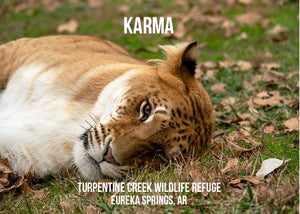 Karma Liger Photo Magnet