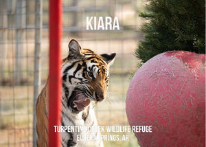 Kiara Tiger Photo Magnet