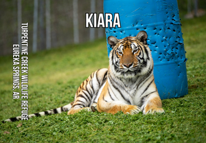 Kiara Tiger Photo Magnet