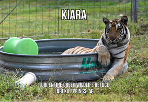 Kiara Tiger Photo Magnet