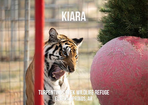 Kiara Tiger Photo Magnet