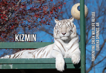 Load image into Gallery viewer, Kizmin Tiger Photo Magnet
