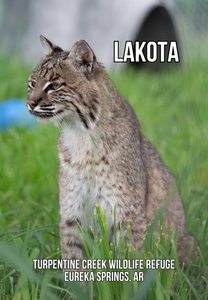 Lakota Bobcat Photo Magnet