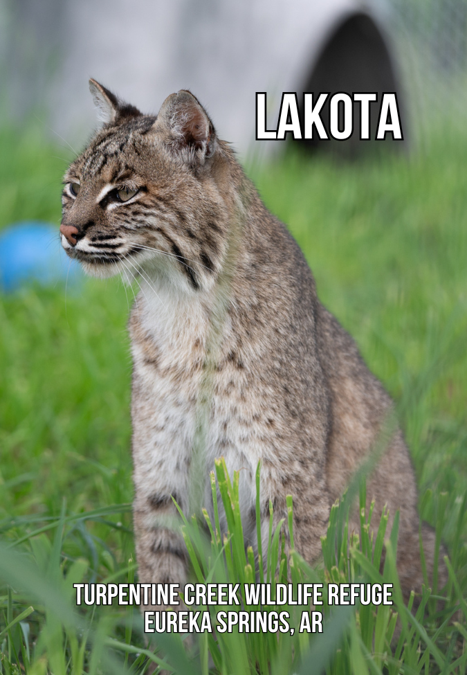 Lakota Bobcat Photo Magnet