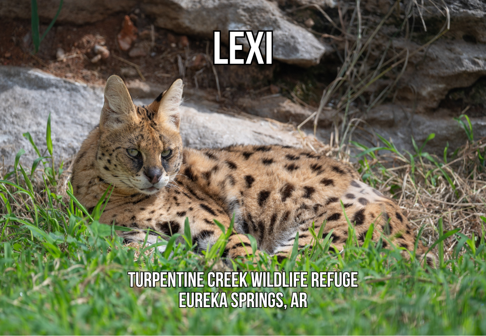 Lexi Serval Photo Magnet