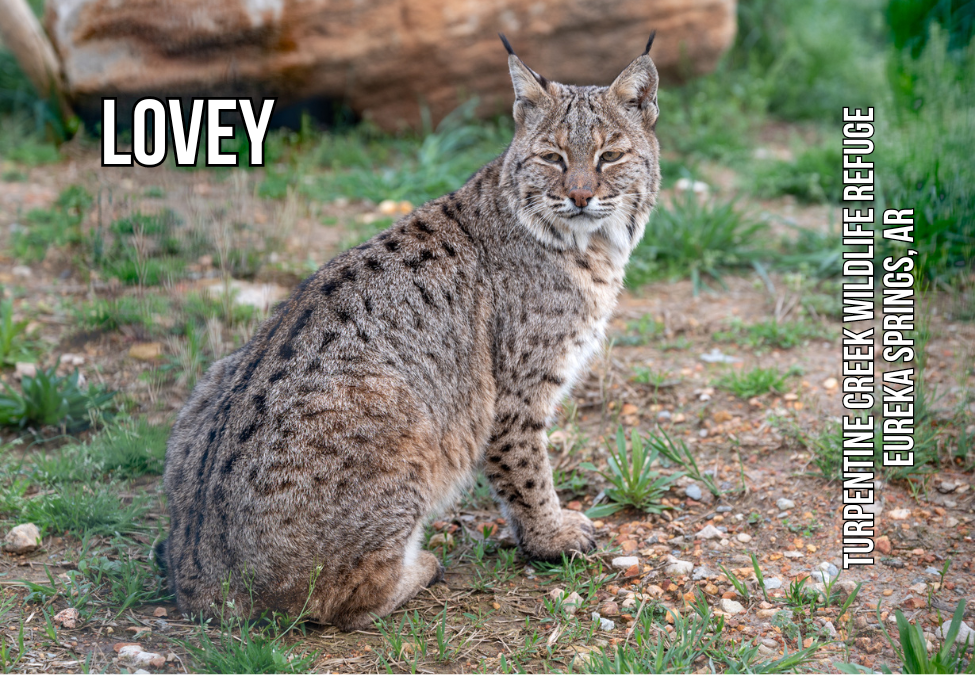 Lovey Bobcat Photo Magnet