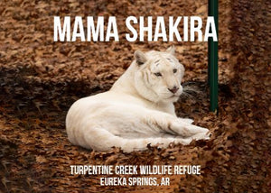 Mama Shakira Tiger Photo Magnet