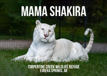 Load image into Gallery viewer, Mama Shakira Tiger Photo Magnet
