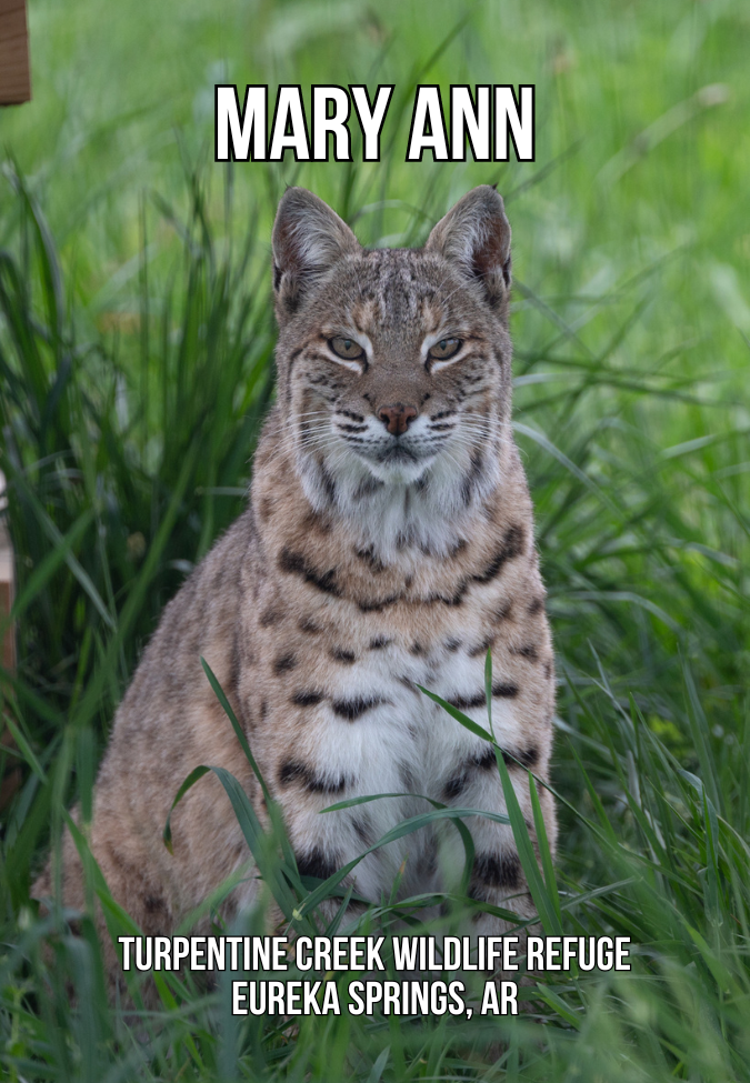 Mary Ann Bobcat Photo Magnet