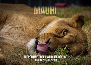 Mauri Lion Photo Magnet