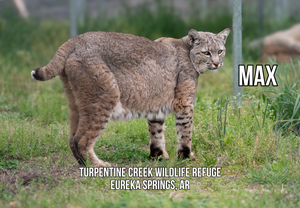 Max Bobcat Photo Magnet