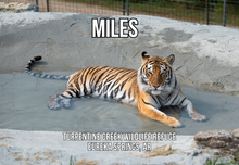 Load image into Gallery viewer, Miles Tiger Photo Magnet
