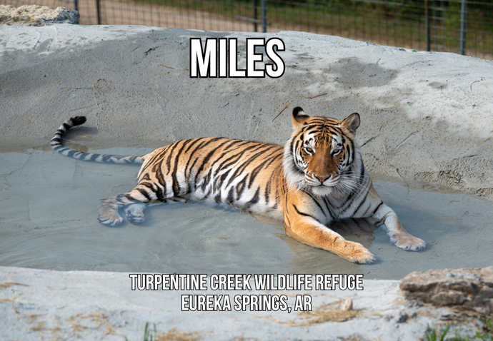 Miles Tiger Photo Magnet