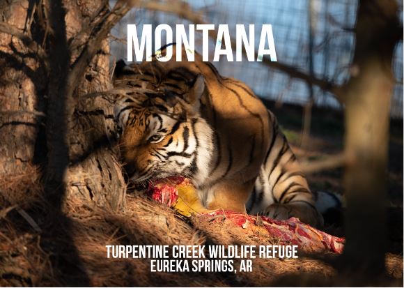 Montana Tiger Photo Magnet