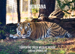 Montana Tiger Photo Magnet