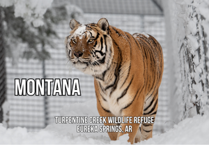 Montana Tiger Photo Magnet