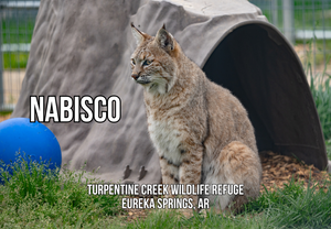 Nabisco Bobcat Photo Magnet