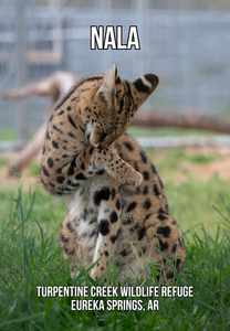 Nala Serval Photo Magnet