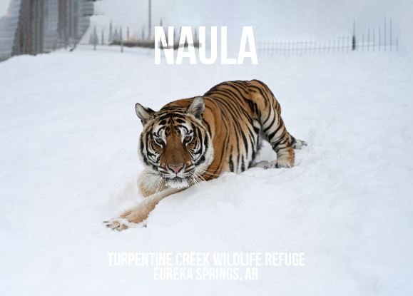 Naula Tiger Photo Magnet