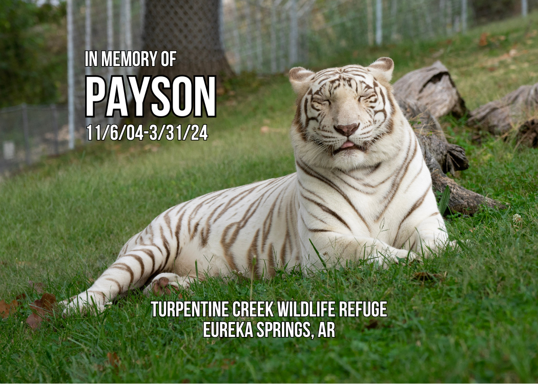 In Memory of Payson Tiger Photo Magnet