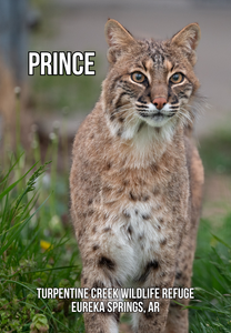 Prince Bobcat Photo Magnet