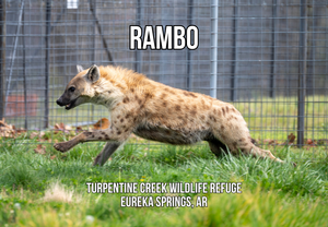 Rambo Hyena Photo Magnet