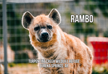 Load image into Gallery viewer, Rambo Hyena Photo Magnet
