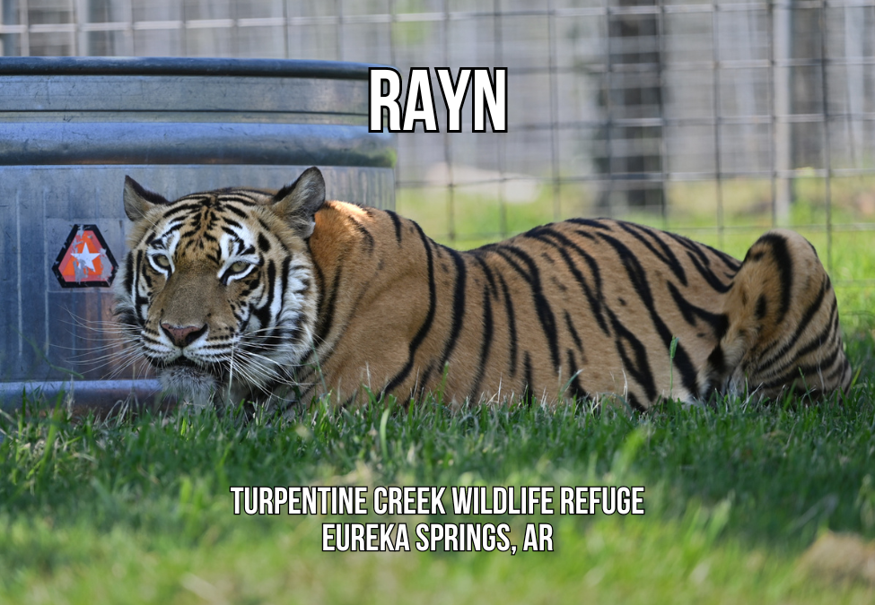 Rayn Tiger Photo Magnet