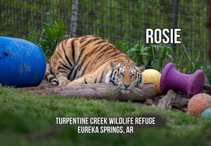 Rosie Tiger Photo Magnet