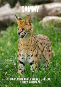 Sammy Serval Photo Magnet