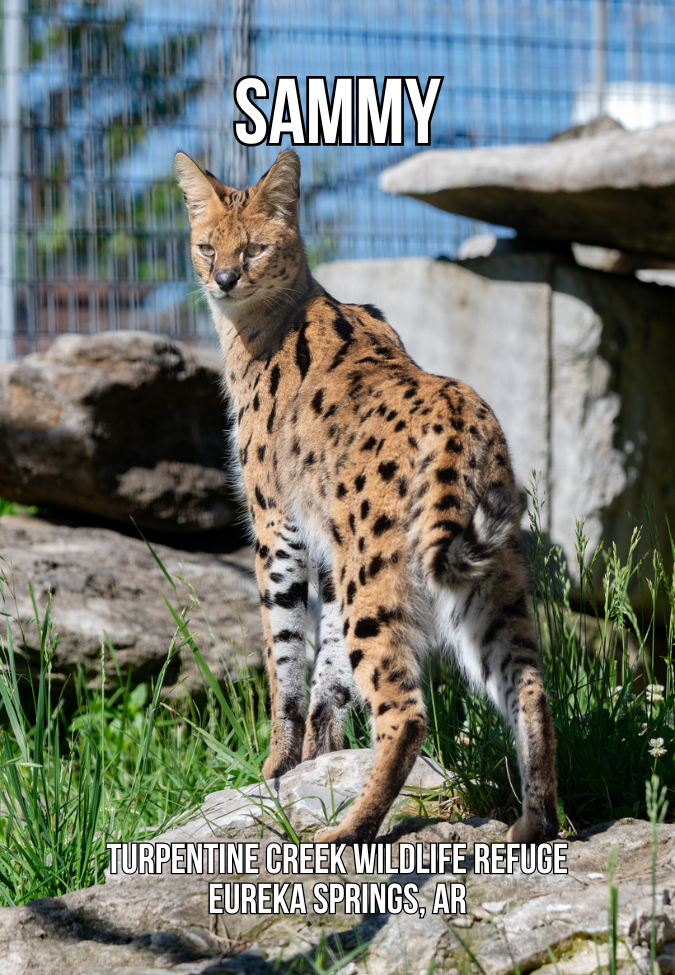 Sammy Serval Photo Magnet