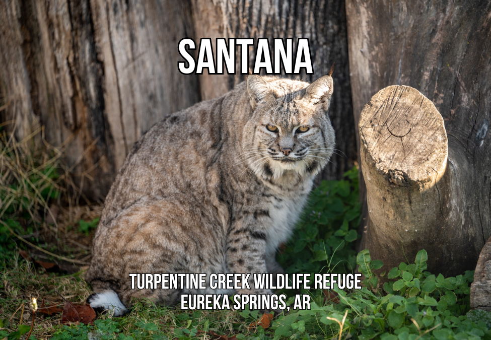 Santana Bobcat Photo Magnet