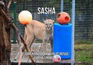 Sasha Cougar Photo Magnet