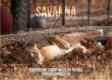 Load image into Gallery viewer, Savanna Lion Photo Magnet
