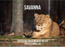 Load image into Gallery viewer, Savanna Lion Photo Magnet
