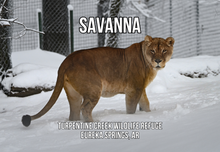 Load image into Gallery viewer, Savanna Lion Photo Magnet
