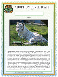 Aurora Tiger Adoption