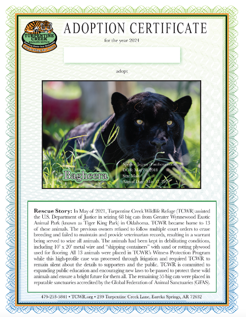 Bagheera Jaguar Adoption