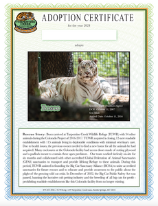 Bosco Tiger Adoption