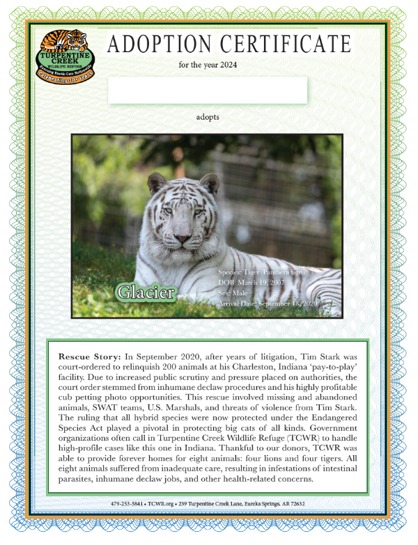 Glacier Tiger Adoption