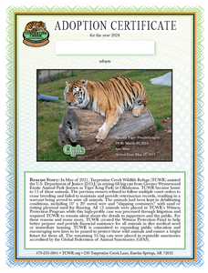 Opie Tiger Adoption